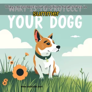 Read more about the article Ways to protect your dog from heat stress in summer